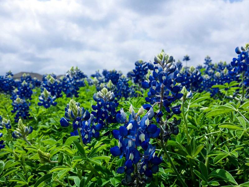 西锤研报：植物大战僵尸中文版深度评测与“零风险”下载完全指南
